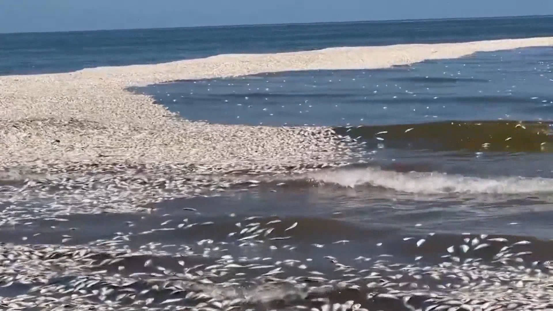 Warm ocean waters wash thousands of dead fish off Texas beaches