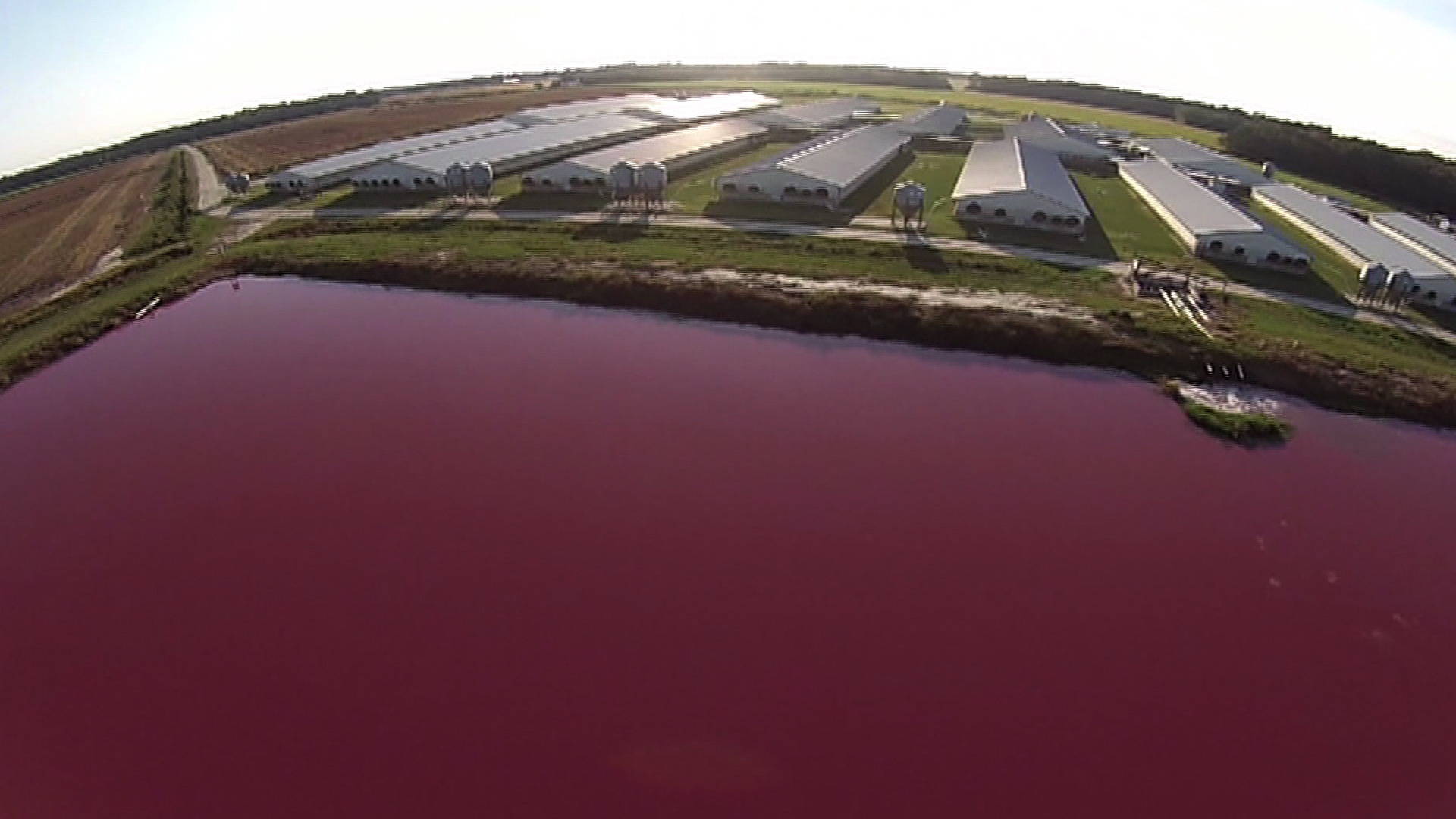 North Carolina Hog Farms Spray Manure Around Black Communities ...